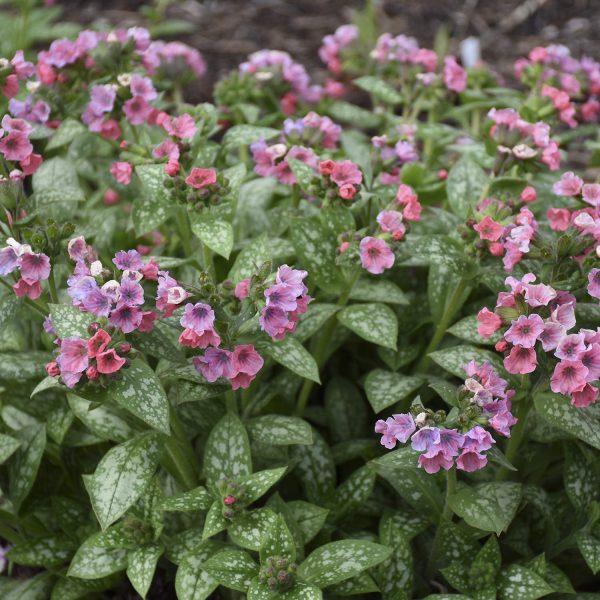 PULMONARIA PRETTY IN PINK LUNGWORT