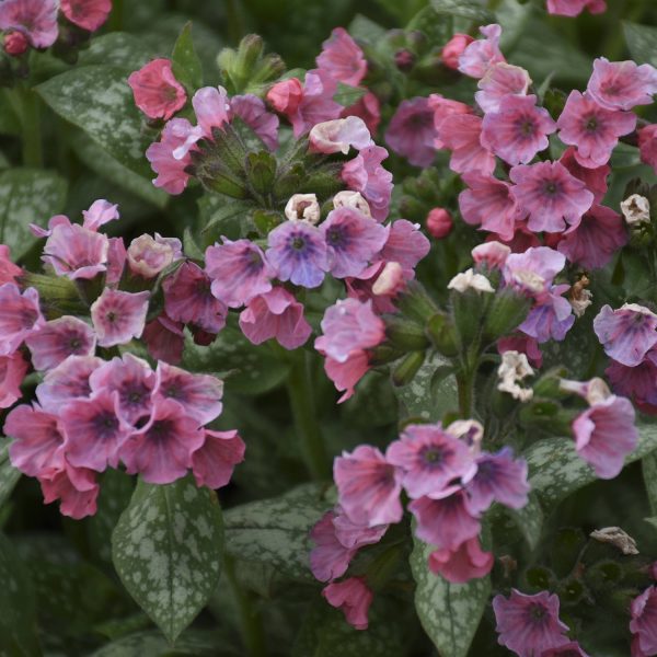 PULMONARIA PRETTY IN PINK LUNGWORT