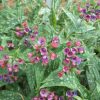 PULMONARIA RASPBERRY SPLASH LUNGWORT