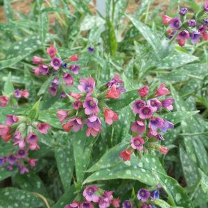 PULMONARIA RASPBERRY SPLASH LUNGWORT