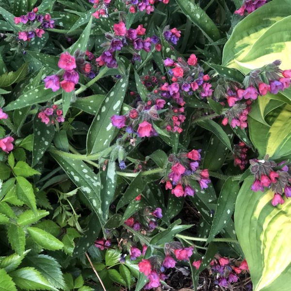 PULMONARIA RASPBERRY SPLASH LUNGWORT