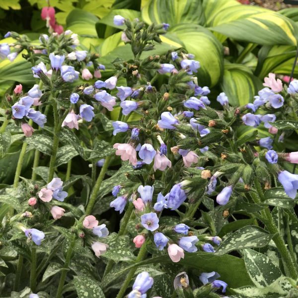 PULMONARIA TWINKLE TOES LUNGWORT