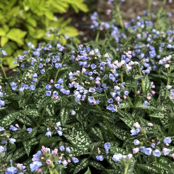 PULMONARIA TWINKLE TOES LUNGWORT