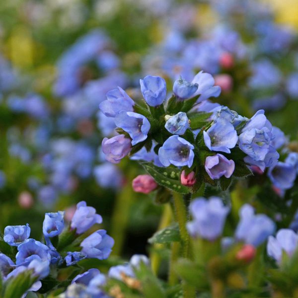 PULMONARIA TWINKLE TOES LUNGWORT