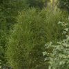 RHAMNUS FINE LINE FERN LEAF BUCKTHORN