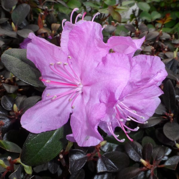 RHODODENDRON AMY COTTA AZALEA