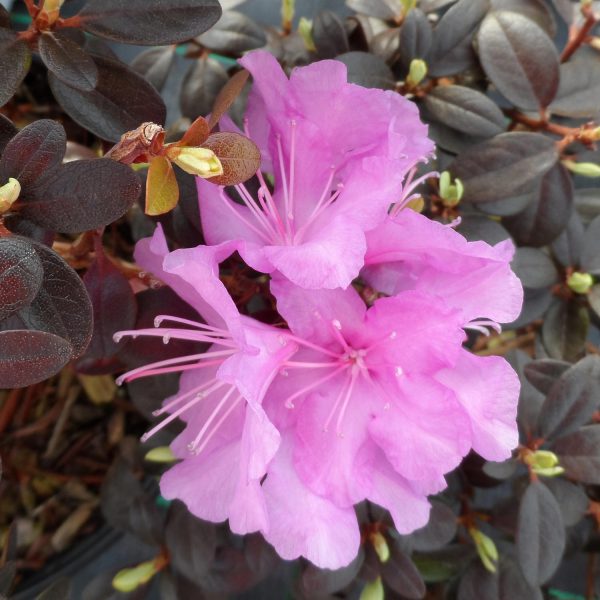 RHODODENDRON AMY COTTA AZALEA