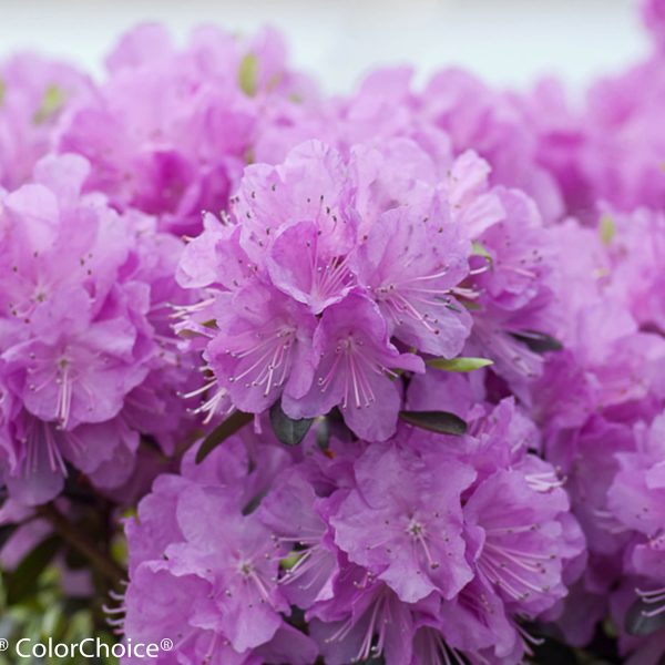 RHODODENDRON AMY COTTA AZALEA