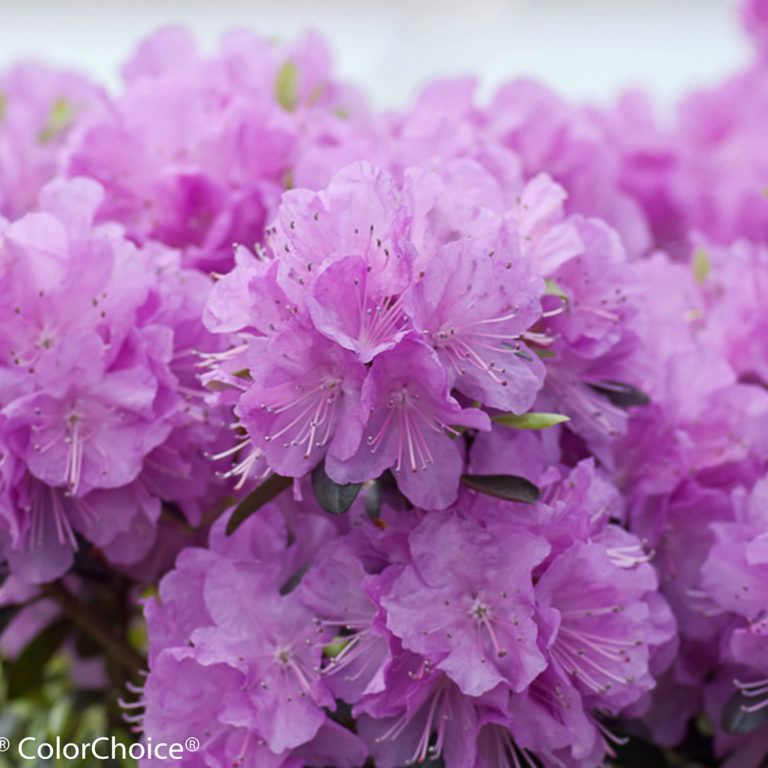 Rhododendron AMY COTTA Buy Azalea Shrubs Online