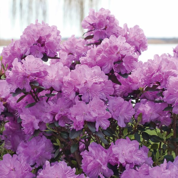 RHODODENDRON AMY COTTA AZALEA