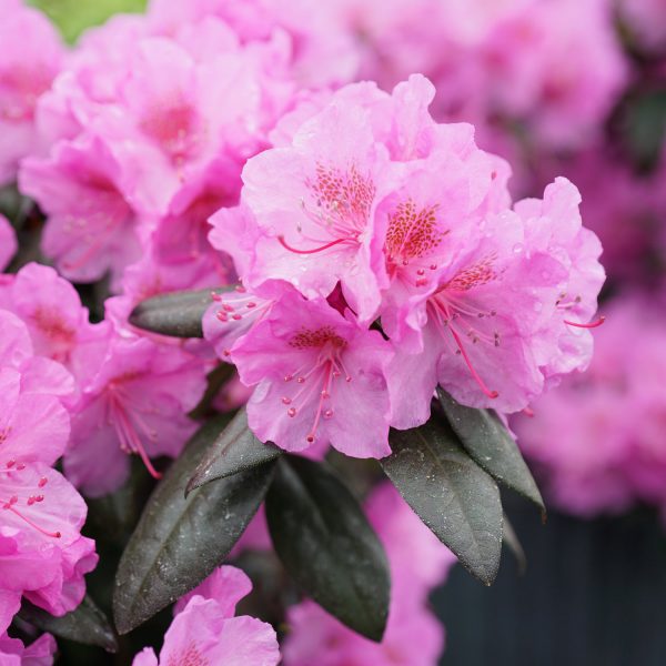 RHODODENDRON BLACK HAT RHODODENDRON