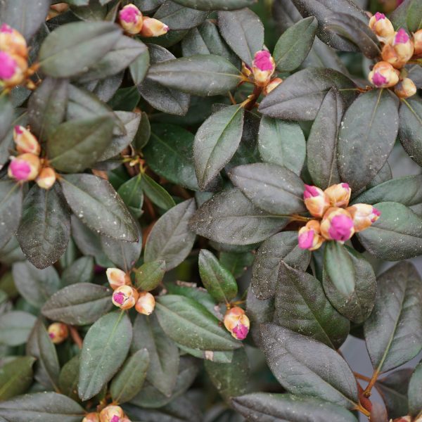 RHODODENDRON BLACK HAT RHODODENDRON