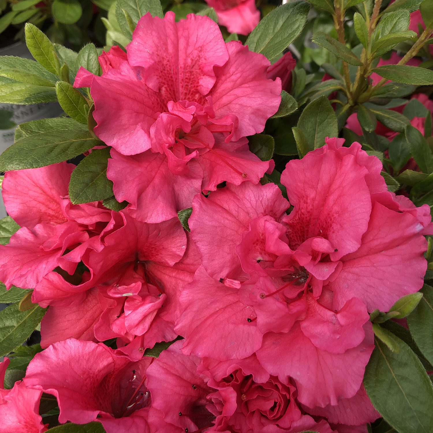 Azalea Bloom A Thon Hot Pink Buy Rhododendron Shrubs Online