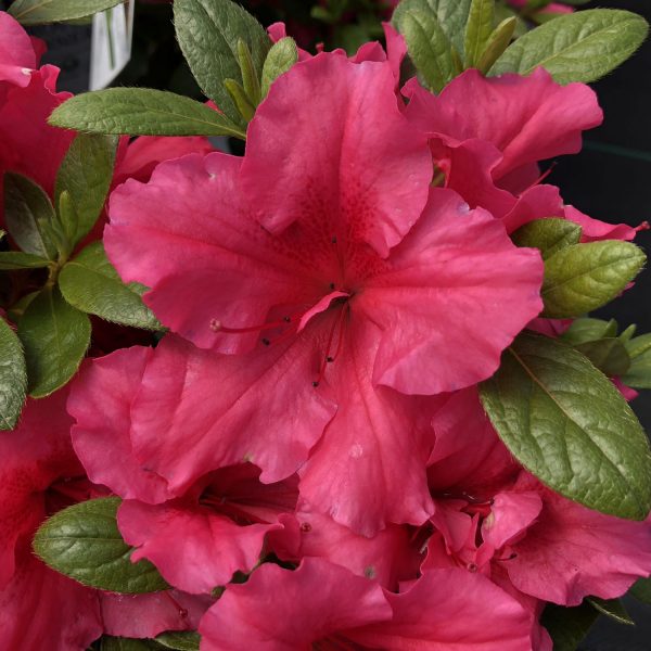 RHODODENDRON BLOOM A THON HOT PINK REBLOOMING AZALEA