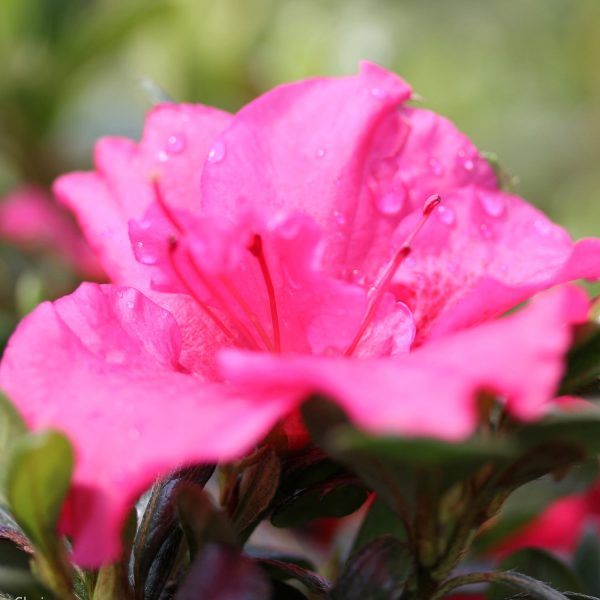 RHODODENDRON BLOOM A THON HOT PINK REBLOOMING AZALEA