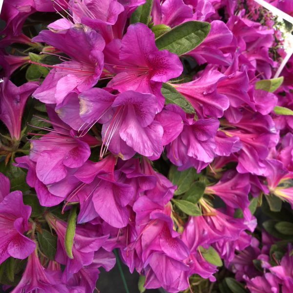 RHODODENDRON BLOOM A THON LAVENDER REBLOOMING AZALEA