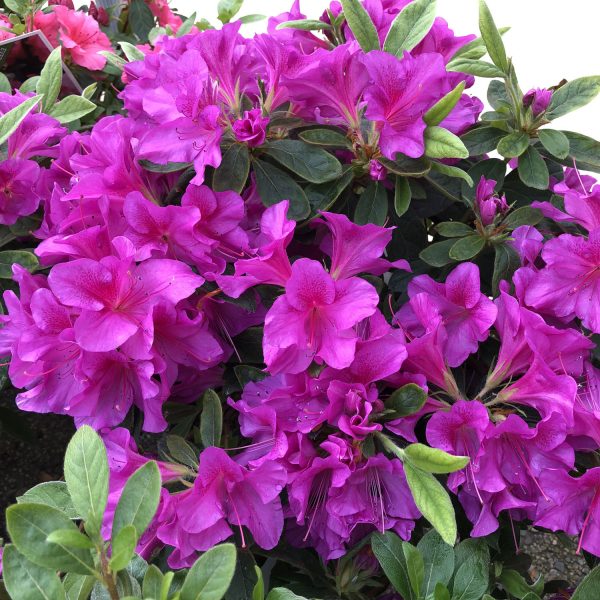 RHODODENDRON BLOOM A THON LAVENDER REBLOOMING AZALEA