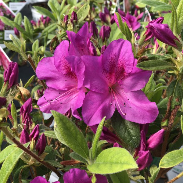 RHODODENDRON BLOOM A THON LAVENDER REBLOOMING AZALEA