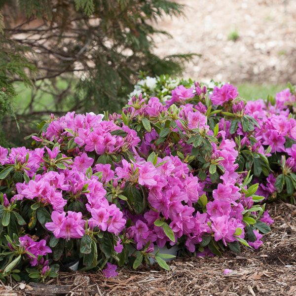 RHODODENDRON BLOOM A THON LAVENDER REBLOOMING AZALEA