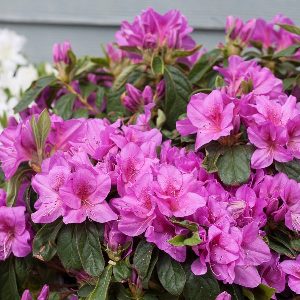 RHODODENDRON BLOOM A THON LAVENDER REBLOOMING AZALEA