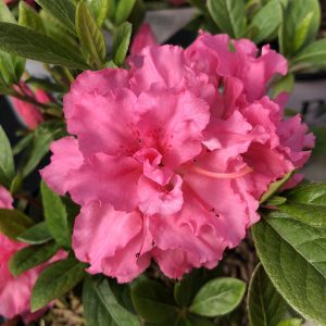 RHODODENDRON BLOOM A THON PINK DOUBLE REBLOOMING AZALEA