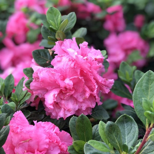 RHODODENDRON BLOOM A THON PINK DOUBLE REBLOOMING AZALEA