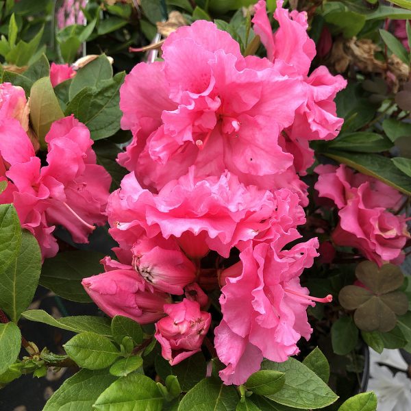 RHODODENDRON BLOOM A THON PINK DOUBLE REBLOOMING AZALEA