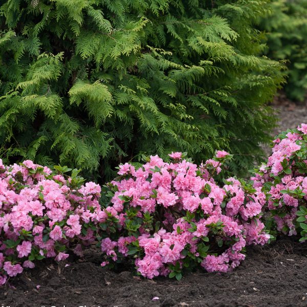 RHODODENDRON BLOOM A THON PINK DOUBLE REBLOOMING AZALEA