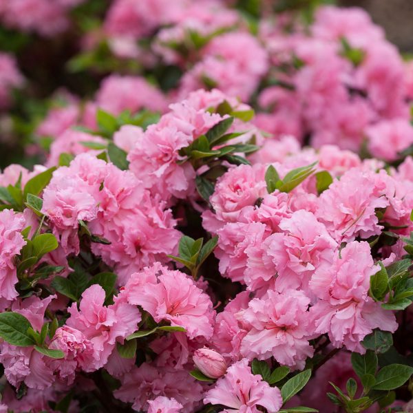 RHODODENDRON BLOOM A THON PINK DOUBLE REBLOOMING AZALEA