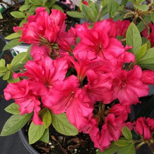 RHODODENDRON BLOOM A THON RED REBLOOMING AZALEA