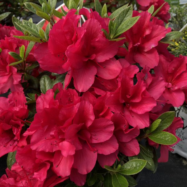 RHODODENDRON BLOOM A THON RED REBLOOMING AZALEA