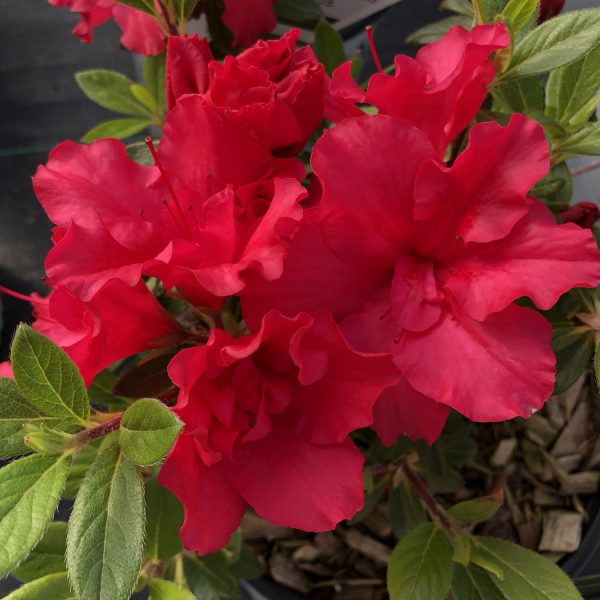 RHODODENDRON BLOOM A THON RED REBLOOMING AZALEA