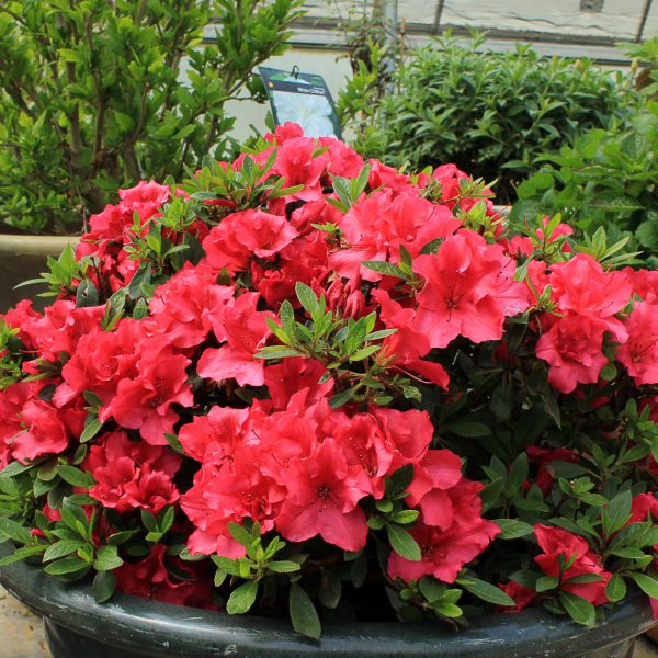 RHODODENDRON BLOOM A THON RED REBLOOMING AZALEA