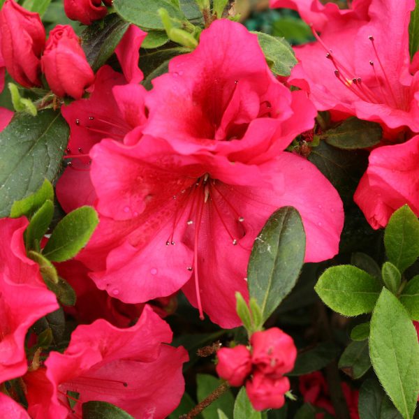 RHODODENDRON BLOOM A THON RED REBLOOMING AZALEA