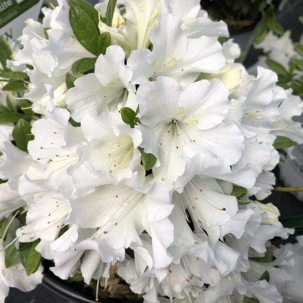 RHODODENDRON BLOOM A THON WHITE REBLOOMING AZALEA