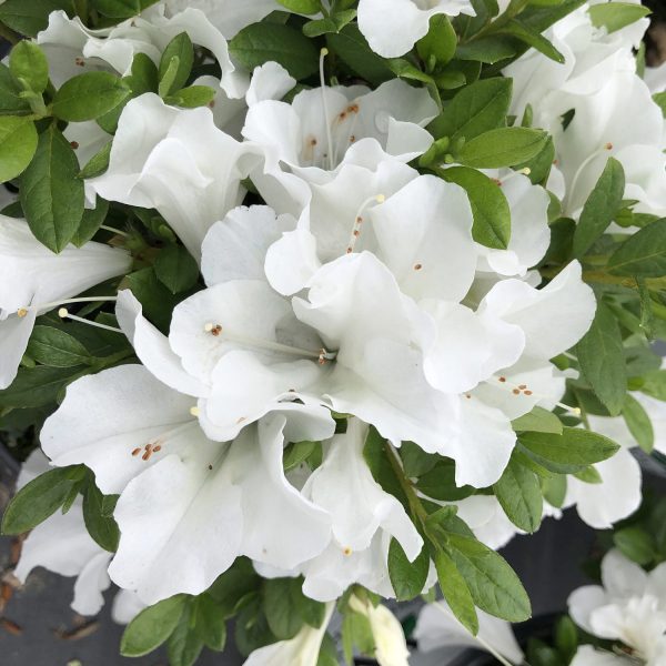 RHODODENDRON BLOOM A THON WHITE REBLOOMING AZALEA