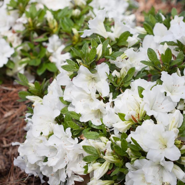 RHODODENDRON BLOOM A THON WHITE REBLOOMING AZALEA