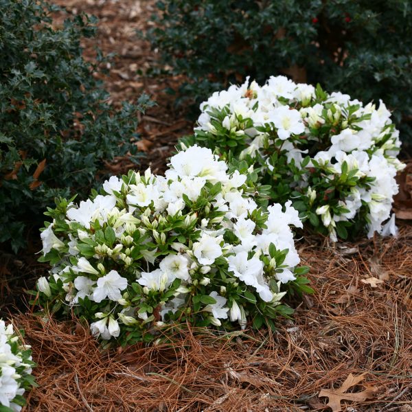 RHODODENDRON BLOOM A THON WHITE REBLOOMING AZALEA