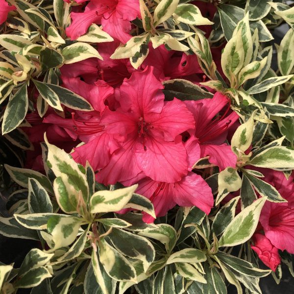 RHODODENDRON BOLLYWOOD AZALEA