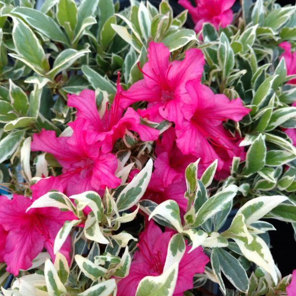 RHODODENDRON BOLLYWOOD AZALEA