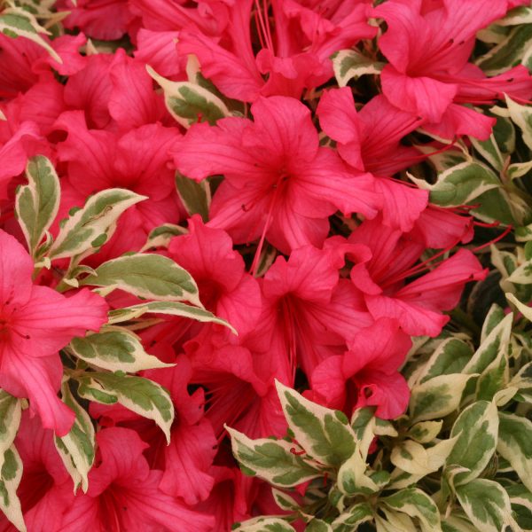 RHODODENDRON BOLLYWOOD AZALEA