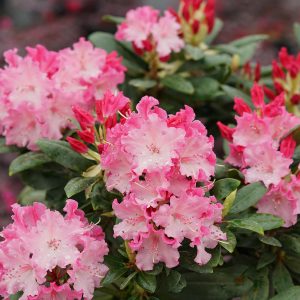 RHODODENDRON DANDY MAN COLOR WHEEL RHODODENDRON