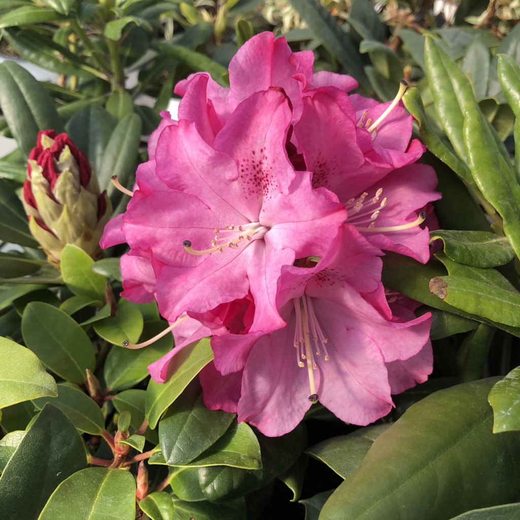 RHODODENDRON DANDY MAN PINK RHODODENDRON