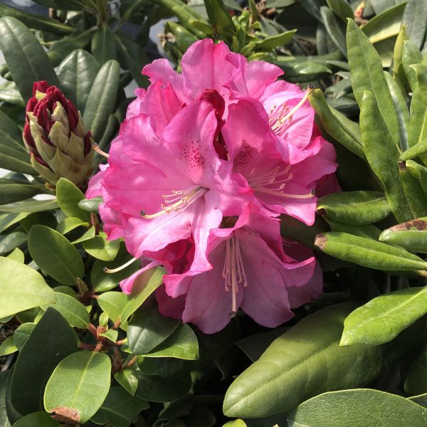 RHODODENDRON DANDY MAN PINK RHODODENDRON