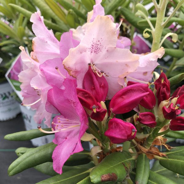 RHODODENDRON DANDY MAN PINK RHODODENDRON