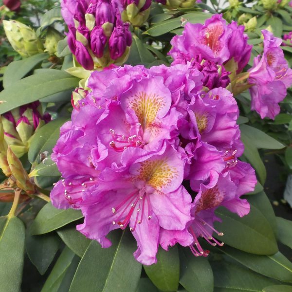 RHODODENDRON DANDY MAN PURPLE RHODODENDRON