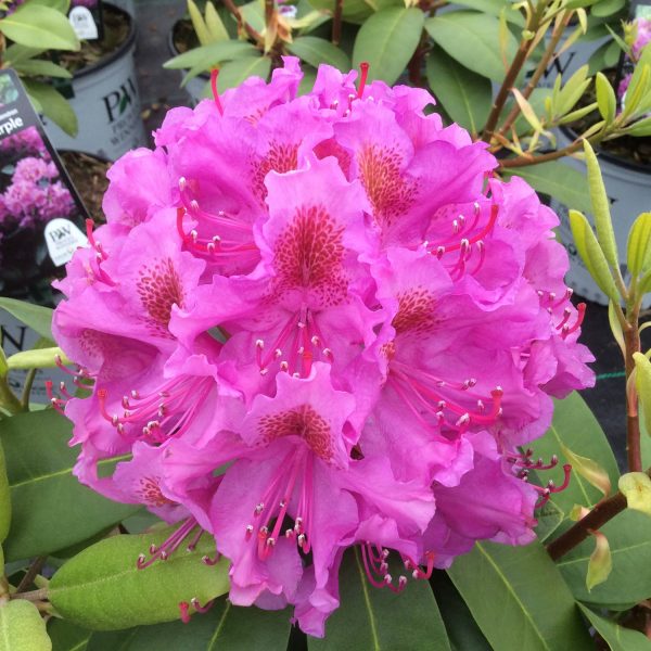 RHODODENDRON DANDY MAN PURPLE RHODODENDRON