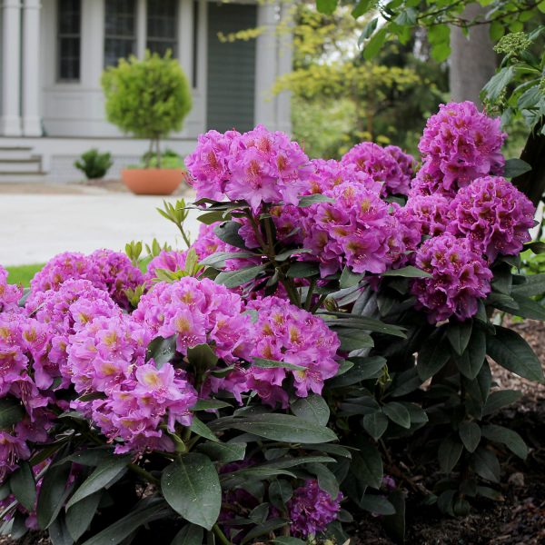 RHODODENDRON DANDY MAN PURPLE RHODODENDRON