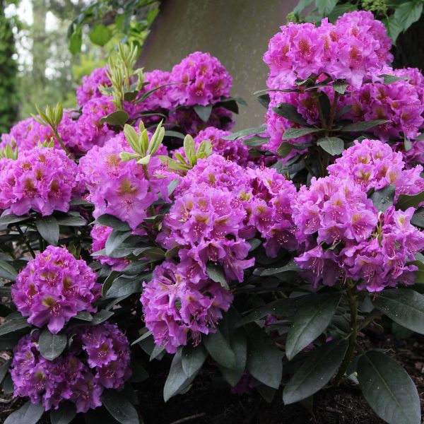 RHODODENDRON DANDY MAN PURPLE RHODODENDRON