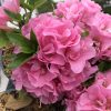 RHODODENDRON PERFECTO MUNDO DOUBLE PINK REBLOOMING AZALEA